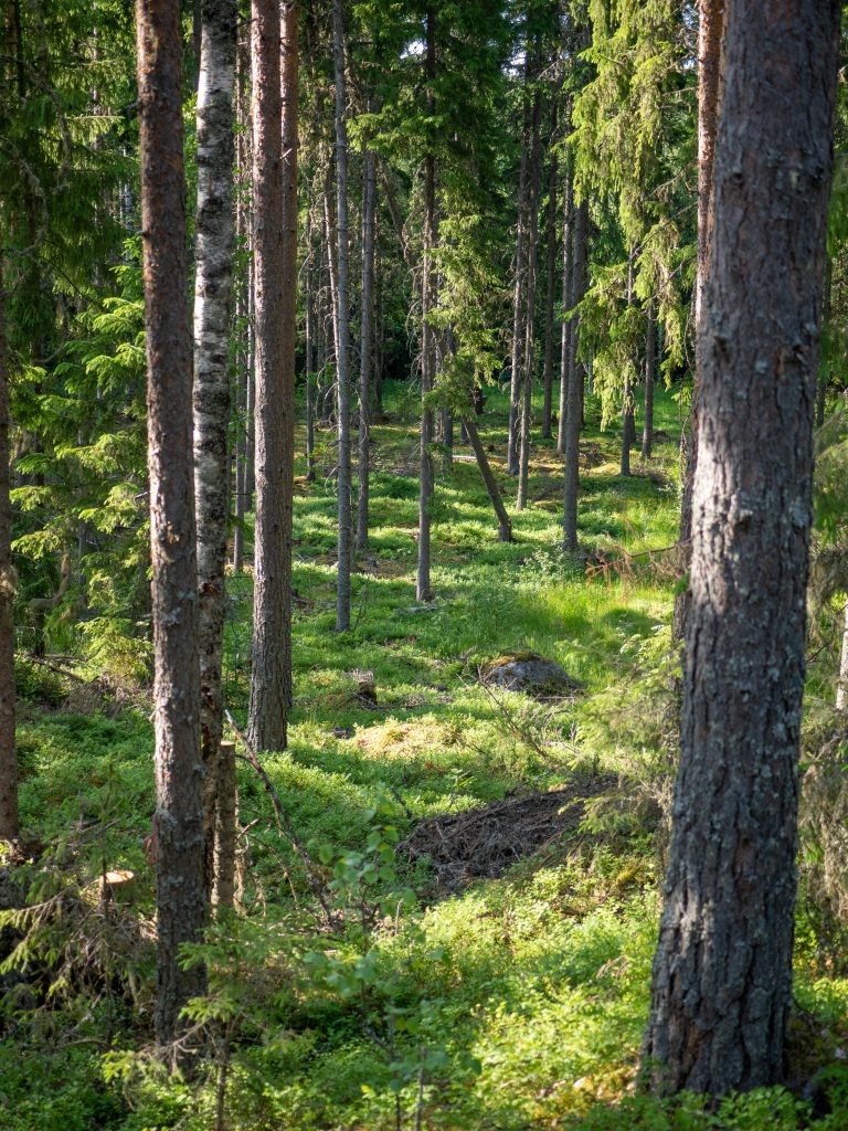 Syksyinen metsä